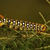 Lisaj pryscovy - Hyles euphorbiae - spurge hawk-moth 5380